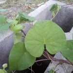 Ipomoea purpurea Leaf