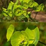 Euphorbia amygdaloides Blodyn