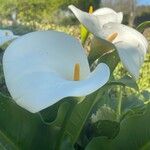 Zantedeschia aethiopica Blüte