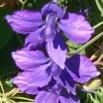 Delphinium ajacis Floare