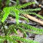 Lycopodium dendroideum Levél