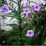 Ruellia simplexFlower