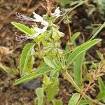 Ocimum filamentosum 葉