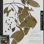 Ocotea neesiana Hoja