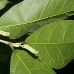 Trophis racemosa Feuille