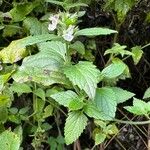 Nepeta catariaBlodyn