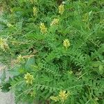 Astragalus cicer ഇല