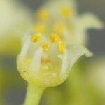 Picrella glandulosa