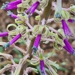Ledebouria revoluta Цвят