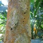Cyathea arborea Corteza