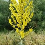 Verbascum pulverulentumBlüte