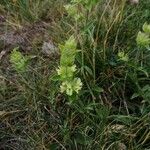 Sideritis hyssopifolia Flower