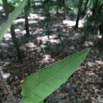 Corymbia citriodora Lapas