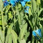 Meconopsis grandis Blatt