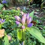 Gentiana andrewsii ফুল