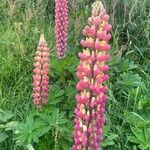 Lupinus × regalis Fiore