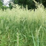 Phalaris arundinaceaFlower