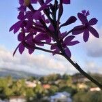 Epidendrum ibaguense Floare