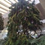 Araucaria columnaris Hoja