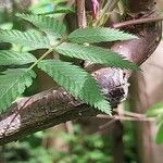Sorbaria tomentosa Otro