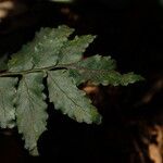 Asplenium macrophlebium Hoja