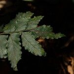 Asplenium macrophlebium ഇല