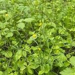 Ranunculus polyanthemos आदत