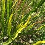 Baccharis trimera Лист