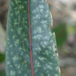 Coptosperma borbonicum برگ