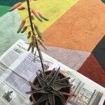Aloe variegata Feuille