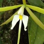 Epidendrum nocturnum Bloem