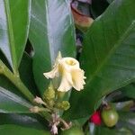 Tabernaemontana pachysiphon Floare