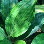 Calanthe triplicata Leaf