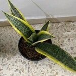 Dracaena stuckyi Yaprak