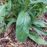 Echium plantagineum Листок