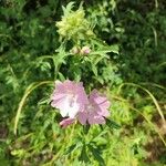 Malva alceaFlower