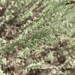 Artemisia austriaca Ліст