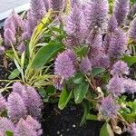 Ptilotus extenuatus Flor