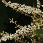 Clethra hondurensis Fruit