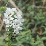 Heliotropium longiflorum फूल