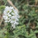 Heliotropium longiflorum Fleur