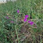 Talinum portulacifolium Flower