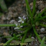 Limosella aquatica Fiore