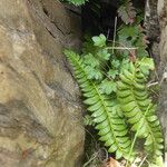 Polystichum lonchitis 整株植物