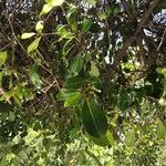 Manilkara concolor Leaf