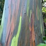 Eucalyptus deglupta Bark