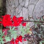 Lobelia cardinalis Fleur