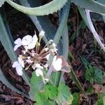 Begonia sericoneura Ліст