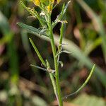 Erysimum cheiranthoides Habitus