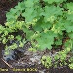 Alchemilla fissa Habitus